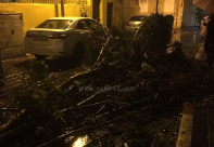 بالصور: الليلة الماضية - سقوط شجرة ضخمة بحي العجمي في يافا بسبب الرياح وانقطاع الكهرباء